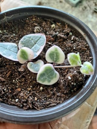 Variegated String Of Hearts Rare Plant 3,  5 inches pot Plant Ceropegia Woodii 2