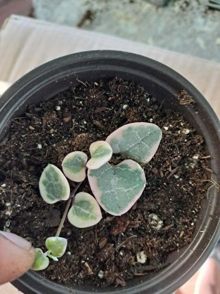 Variegated String Of Hearts Rare Plant 3,  5 inches pot Plant Ceropegia Woodii 3