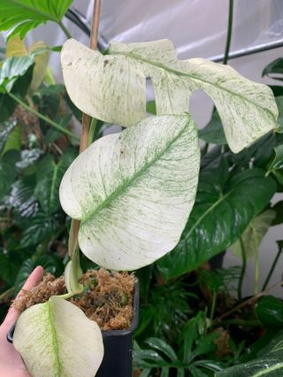 Extremely Rare Variegated Monstera Deliciosa