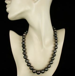 Rare Large 14.  5mm Black South Sea Tahitian Pearl 14k Strand Necklace
