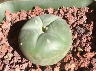 Ariocarpus Aztekium Own Root Seeding,  Rare Cactus Large As 3.  2cm.  Wide
