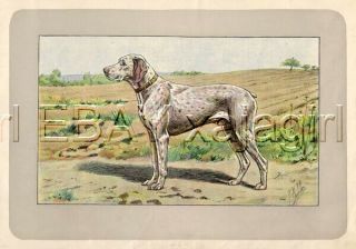 Dog Bourbonnais Pointer Braque,  Rare Antique 100 - Year - Old French Dog Print