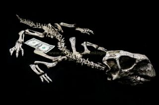 [psit018] Rare Museum Grade Psittacosaurus 105cm Dinosaur Fossil