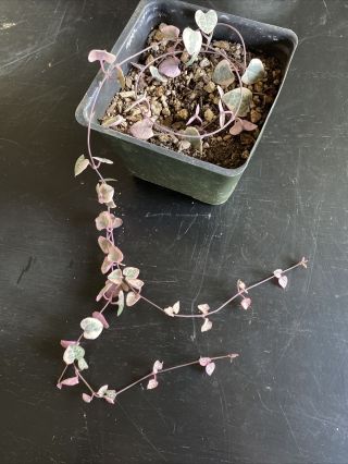 Variegated String Of Hearts Rare Plant 4” Pot Ceropegia Woodii Long Vine