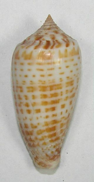 Conus Amplus 38.  29mm Choice Rare Specimen Palawan,  Philippines