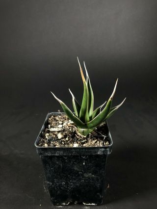 Agave Pelona - Rare,  Seedling,  Utahensis,  Titanota,  Fo - 076