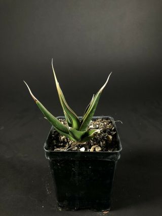 Agave pelona - rare,  seedling,  utahensis,  titanota,  fo - 076 2