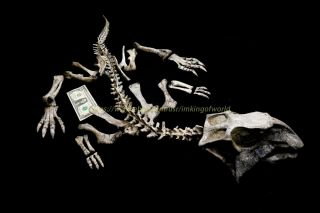 [psit017] Rare Museum Grade Psittacosaurus 115cm Dinosaur Fossil