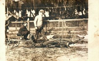 Postcard Antique Rppc Boy Riding Alligator Drawn Cart Real Photo C.  1910