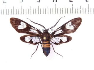 Arctiidae Zygaenidae Noctuidae Moths Sp.  117,  Bhutan.  39 Mm Rare