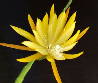 Epiphyllum ' Marmalade and Honey Rooted Cutting - Rare Orchid Cactus - Fragrant 2