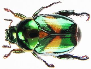 Insect - Rutelidae Rare Microrutela Sp.  1 - Peru - 10 12mm.