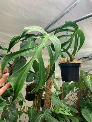 Monstera Sp.  Dilacerata / Sierrana Rooted Plant,  Extremely Rare Aroid