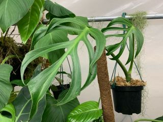 Monstera sp.  dilacerata / sierrana rooted plant,  extremely rare aroid 2
