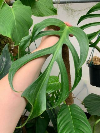 Monstera sp.  dilacerata / sierrana rooted plant,  extremely rare aroid 3