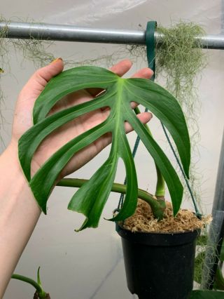 Monstera sp.  dilacerata / sierrana rooted plant,  extremely rare aroid 4