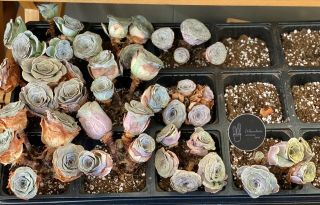 Rare Succulents - Greenovia Pink Pandora Cluster 5 Heads
