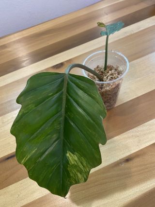 Extremely Rare Caramel Marble Philodendron Rooted Cutting