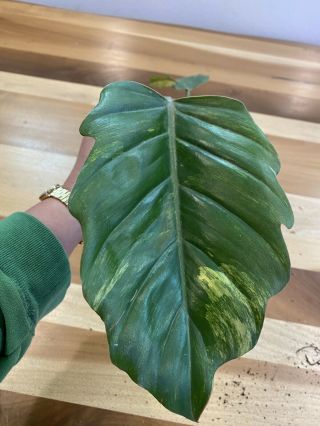 Extremely Rare Caramel Marble Philodendron Rooted Cutting 2