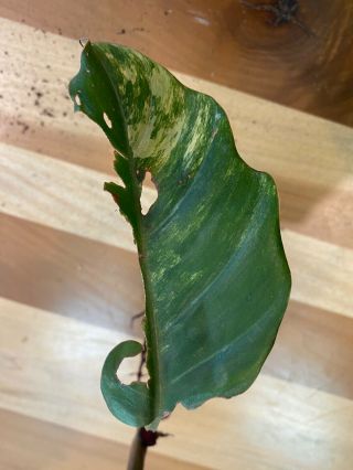 Extremely Rare Caramel Marble Philodendron Rooted Cutting 3