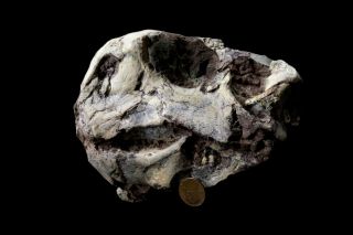 [lpth016] Rare Museum Grade Large Psittacosaurus Dinosaur Skull Fossil