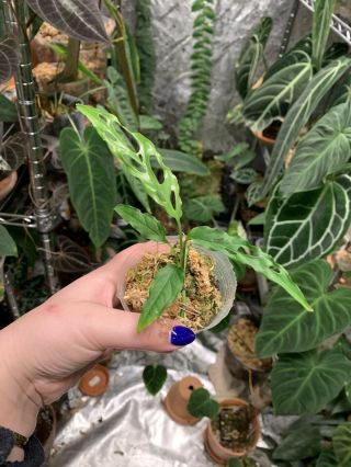 Extremely Rare Aroid Species Monstera Obliqua Peru Rooted Plant