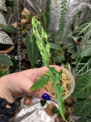 EXTREMELY Rare Aroid Species Monstera Obliqua Peru ROOTED Plant 3