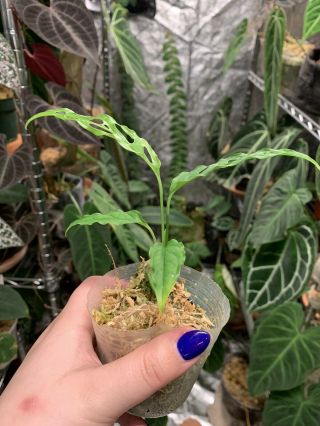 EXTREMELY Rare Aroid Species Monstera Obliqua Peru ROOTED Plant 5