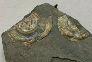 Incredible Rare Iridescent Ammonites Psiloceras 200 Million Years Jurassic U.  K.