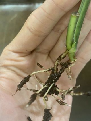 Monstera Obliqua sp.  peru Rooted Cutting - Rare Aroid Mature Fenestrated Leaf 3