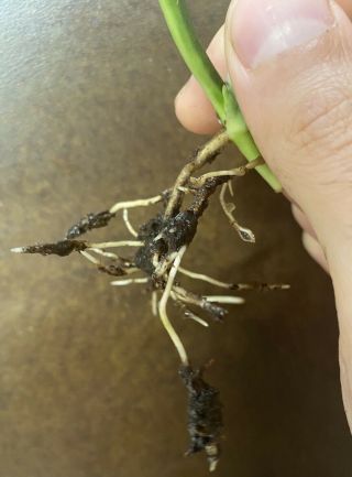 Monstera Obliqua sp.  peru Rooted Cutting - Rare Aroid Mature Fenestrated Leaf 4