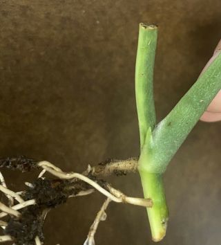 Monstera Obliqua sp.  peru Rooted Cutting - Rare Aroid Mature Fenestrated Leaf 5