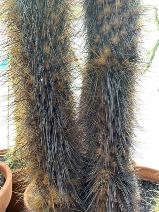Opuntia Echios V.  Gigantea Extremely Rare Galapagos Endemic Tree Cactus Species_