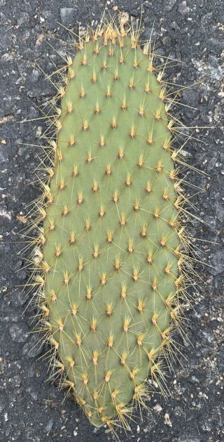 Opuntia Echios V.  Gigantea Extremely Rare Galapagos Endemic Tree Cactus Species_ 2
