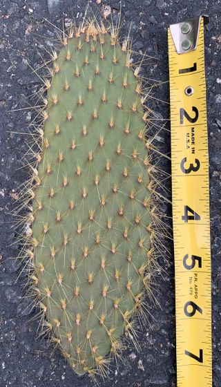 Opuntia Echios V.  Gigantea Extremely Rare Galapagos Endemic Tree Cactus Species_ 3