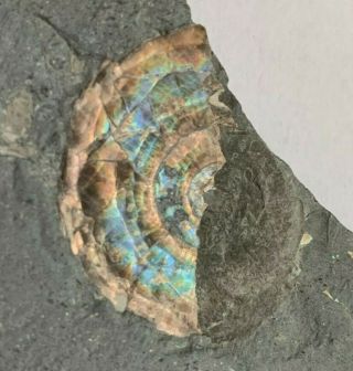 Incredible Rare Iridescent Ammonite Psiloceras 200 Million Years Jurassic U.  K.