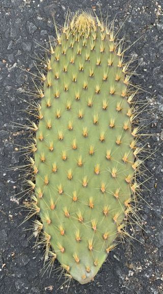 Opuntia Echios V.  Gigantea Extremely Rare Galapagos Endemic Tree Cactus Species 2