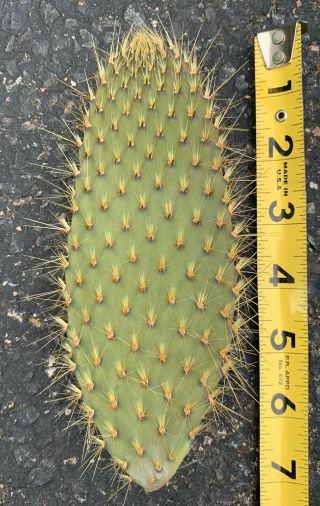 Opuntia Echios V.  Gigantea Extremely Rare Galapagos Endemic Tree Cactus Species 3