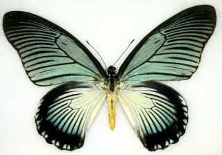 Insect Butterfly Moth Papilionidae Papilio Zalmoxis - Very Rare Iconic Female