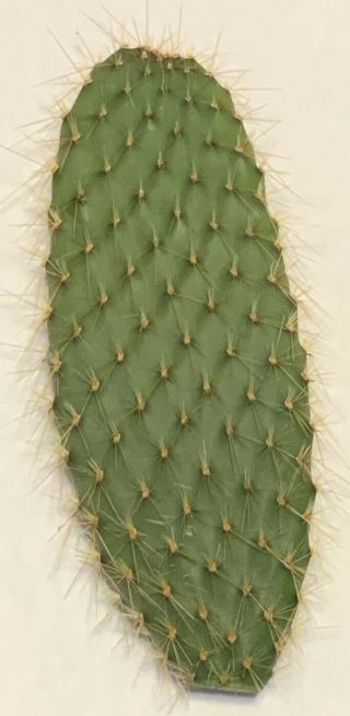 Opuntia Echios V.  Gigantea Extremely Rare Galapagos Endemic Tree Cactus Species - 2