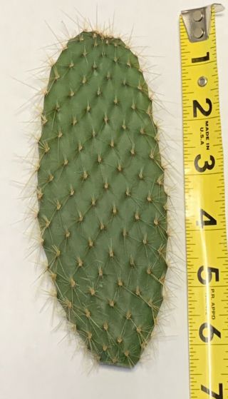 Opuntia Echios V.  Gigantea Extremely Rare Galapagos Endemic Tree Cactus Species - 3