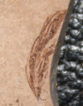 Very Rare Oligocene Fossil Bird Feather