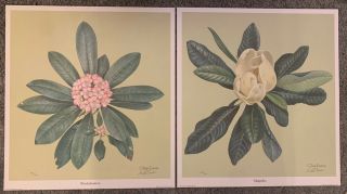 2 Rare 1970’s Limited Prints Signed Don Ensor 17.  5x19” Rhododendron/magnolia