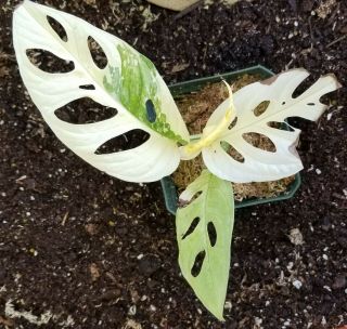 Variegated Albo And Monstera Adansonii Rare,  Rooted And Thriving