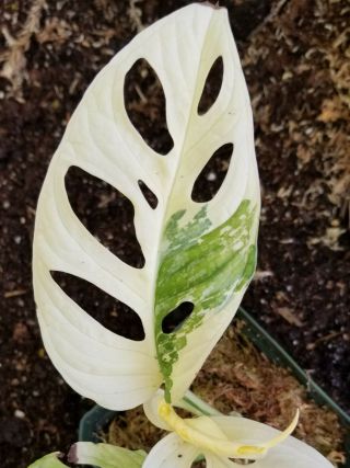VARIEGATED ALBO AND MONSTERA ADANSONII RARE,  ROOTED AND THRIVING 2