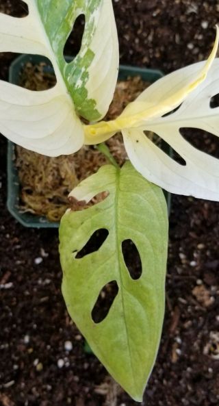 VARIEGATED ALBO AND MONSTERA ADANSONII RARE,  ROOTED AND THRIVING 3