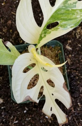 VARIEGATED ALBO AND MONSTERA ADANSONII RARE,  ROOTED AND THRIVING 4
