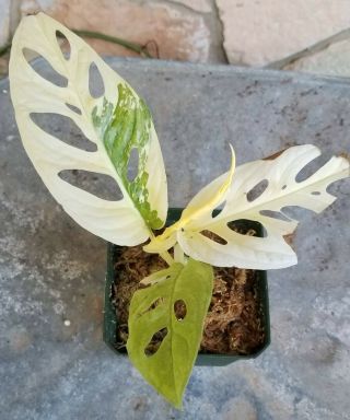 VARIEGATED ALBO AND MONSTERA ADANSONII RARE,  ROOTED AND THRIVING 6