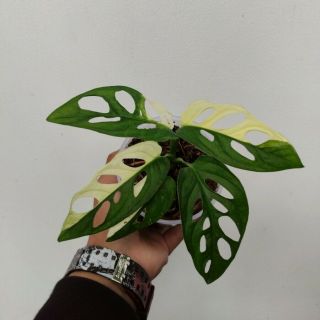 Rare - Monstera Adansonii Variegata With 1 - 2 Leaves Baby.  Dhl - Phytosanitary
