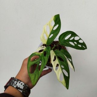 RARE - monstera adansonii variegata with 1 - 2 leaves baby.  DHL - Phytosanitary 2